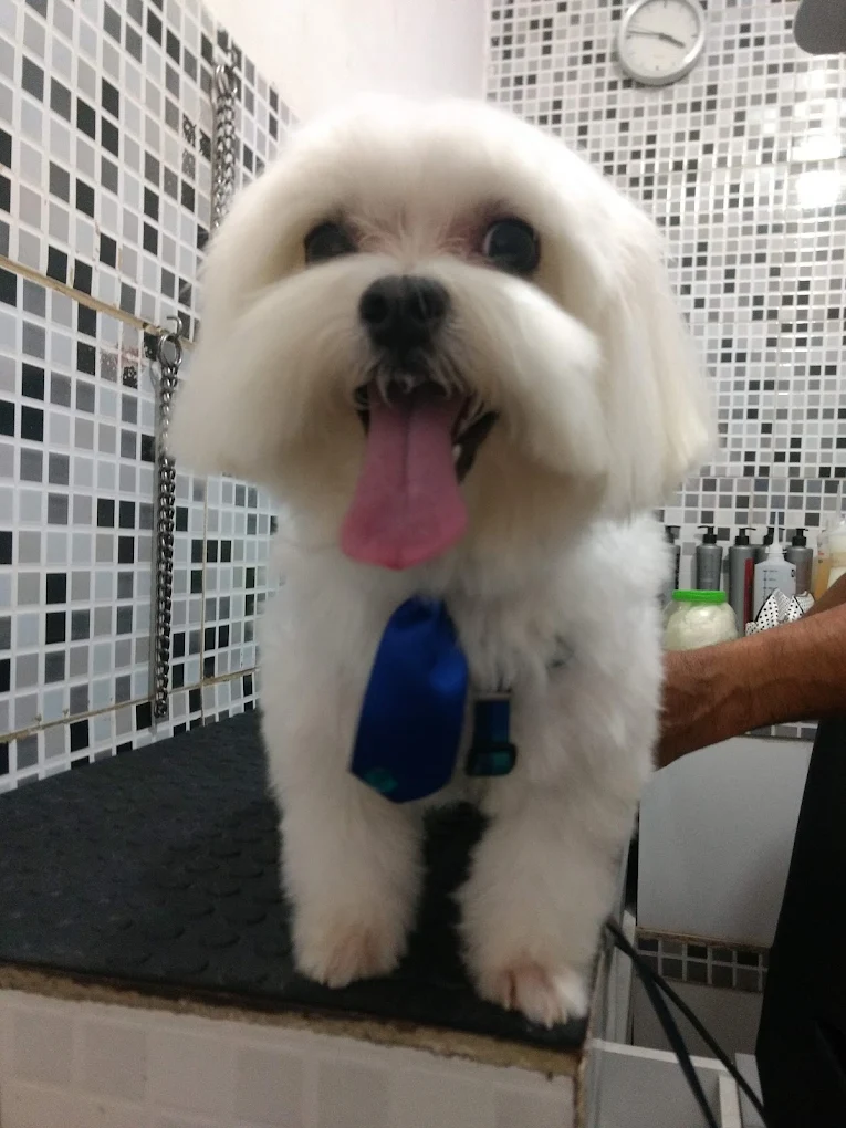 Maltês de gravatinha azul na bancada, depois do banho na clínica