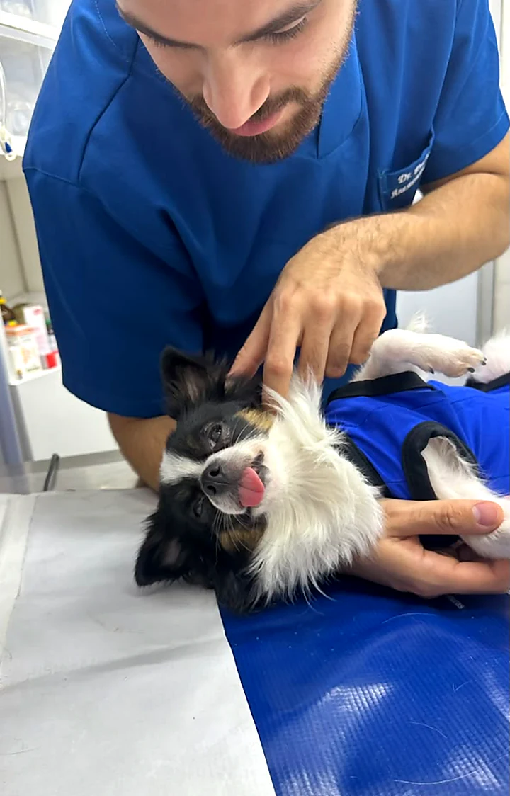 Veterinário examinando um cão deitado na mesa de atendimento