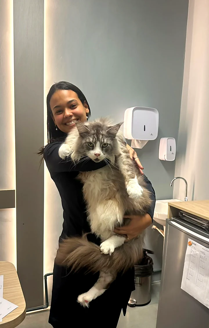 Colaboradora abraçando um gato maine coon cinza e branco